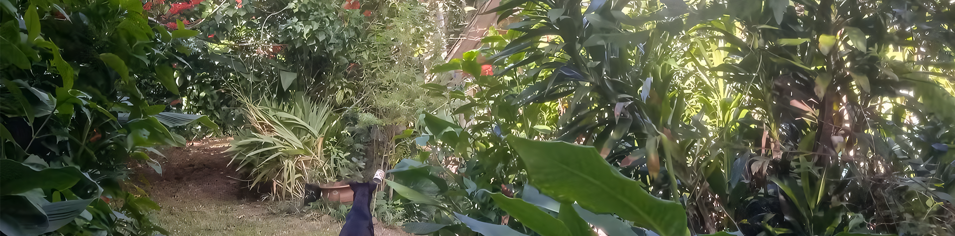 Imagem de fundo do banner